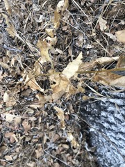 Acourtia microcephala