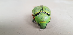 Chrysina macropus