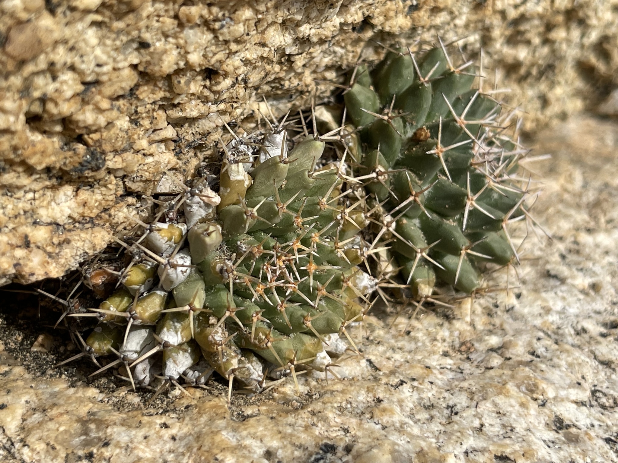 Mammillaria peninsularis  iNaturalist