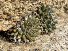 Mammillaria peninsularis
