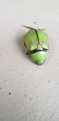 Chrysina macropus