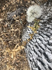 Acourtia microcephala