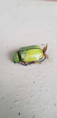 Chrysina macropus