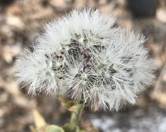 Acourtia microcephala