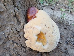 Ganoderma polychromum