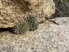 Mammillaria peninsularis