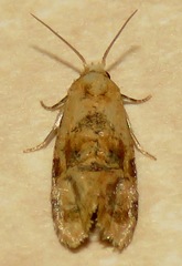 Cochylis bucera