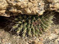 Mammillaria peninsularis
