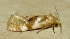 Gynnidomorpha romonana