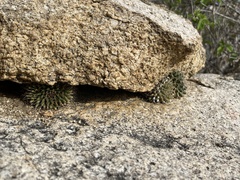 Mammillaria peninsularis