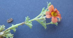 Jamesbrittenia aurantiaca
