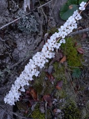 Francoa appendiculata