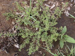 Jamesbrittenia aurantiaca
