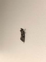 Acrolophus variabilis