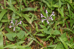 Stachys tubulosa