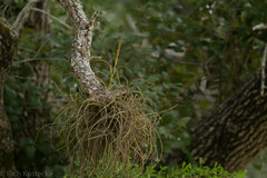 Tillandsia baileyi