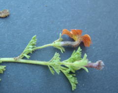 Jamesbrittenia aurantiaca