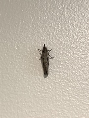 Acrolophus variabilis