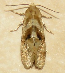 Gynnidomorpha romonana