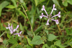 Stachys tubulosa