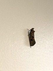 Acrolophus variabilis