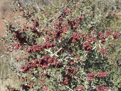 Condalia microphylla