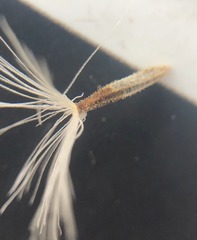 Acourtia microcephala