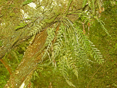 Asplenium theciferum