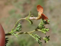 Jamesbrittenia aurantiaca