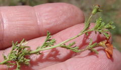 Jamesbrittenia aurantiaca