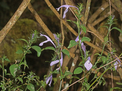 Isoglossa cooperi