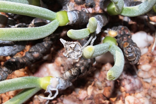 Schwantesia pisiformis (Haw.) L. Bolus 3
