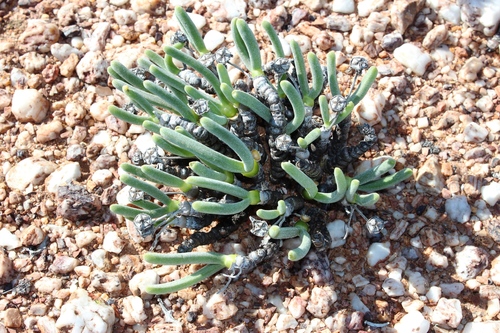 Monilaria pisiformis