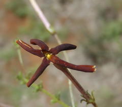 Jamesbrittenia atropurpurea
