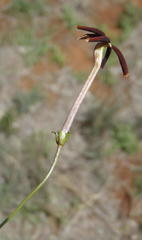 Jamesbrittenia atropurpurea