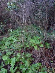 Francoa appendiculata