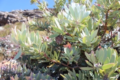 Protea pendula
