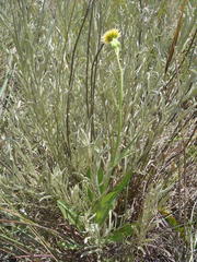 Sonchus wilmsii