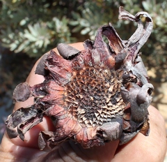 Protea pendula