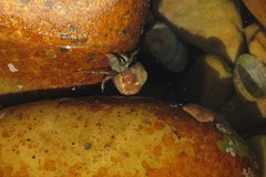 Diogenes brevirostris