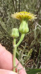 Sonchus wilmsii