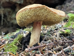 Aureoboletus mirabilis