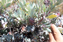 Protea pendula