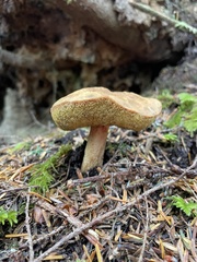 Aureoboletus mirabilis