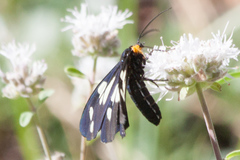 Gnophaela latipennis