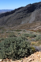 Protea pendula