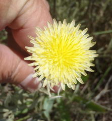 Sonchus wilmsii
