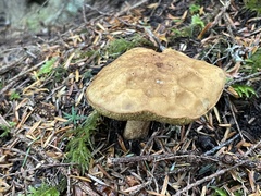 Aureoboletus mirabilis
