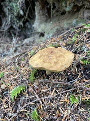 Aureoboletus mirabilis