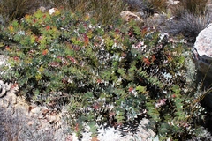 Protea amplexicaulis